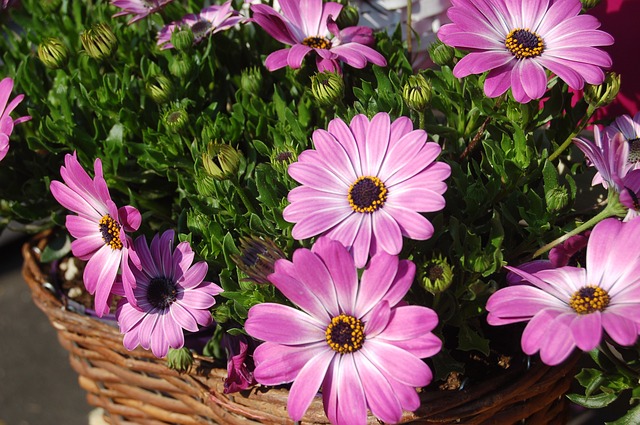 Annuals, Garden Ornaments
